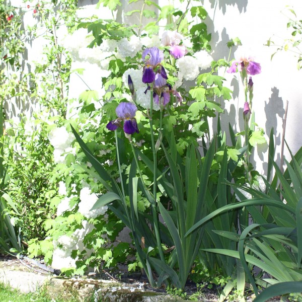 La maison de Sophie - Son magnifique jardin - Maison d'hôtes à Nîmes